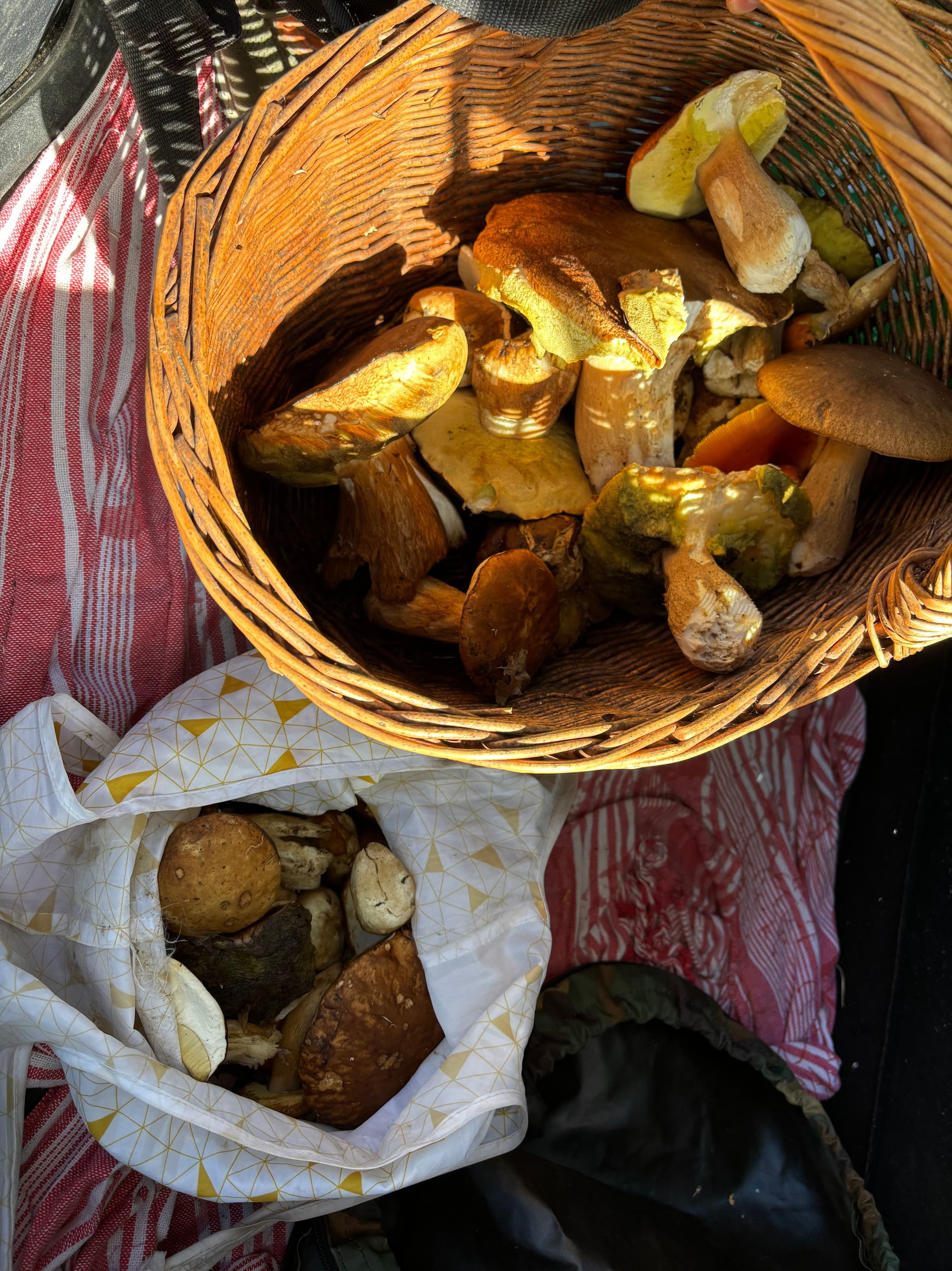 Porcini Mushroom Picking