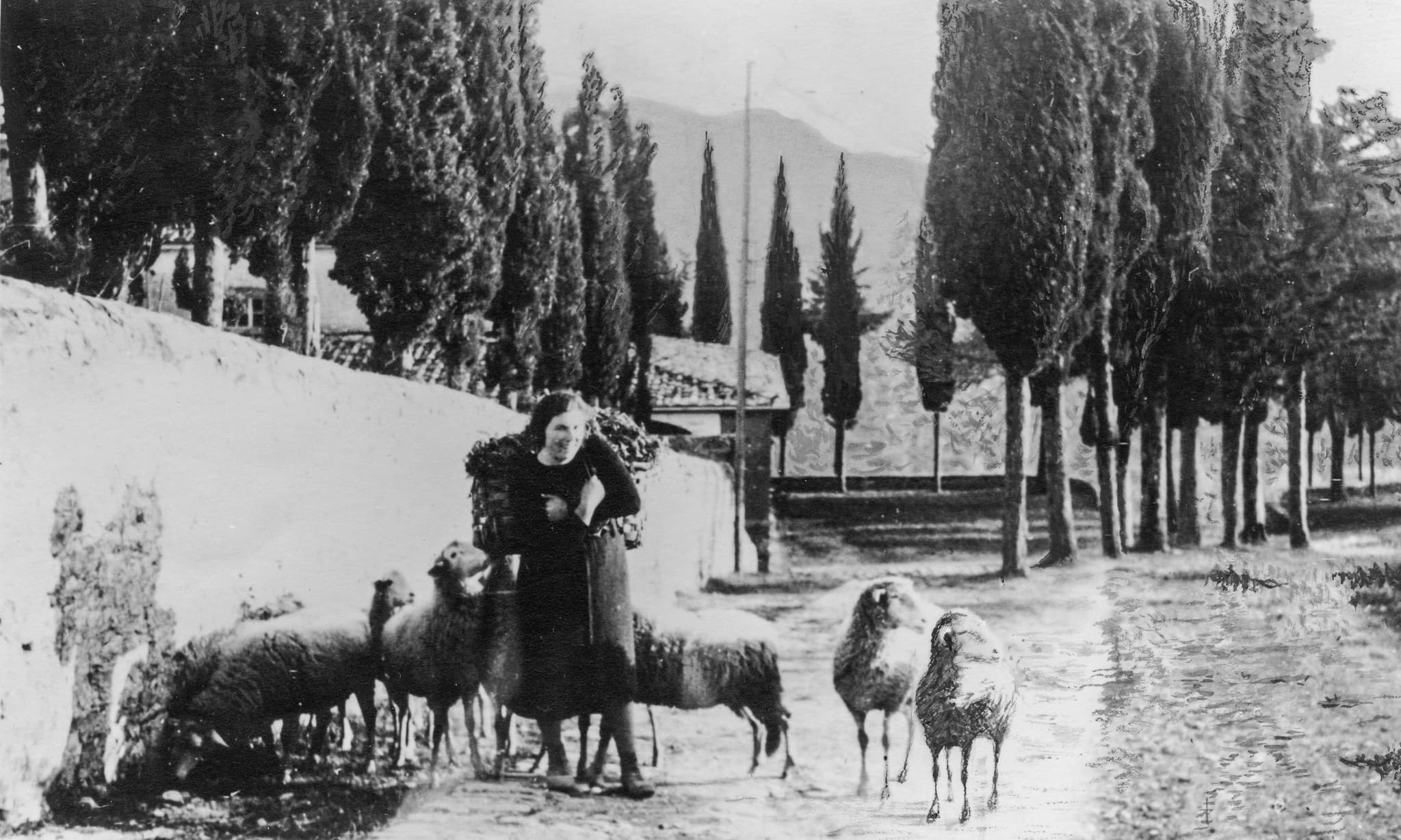 Pastoral life on a cypress-lined road